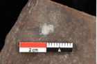 Foto (Detailansicht) von Sphaerococcites parschlugianus Ettingshausen (NHMW-GEO-2024-0188-0095)